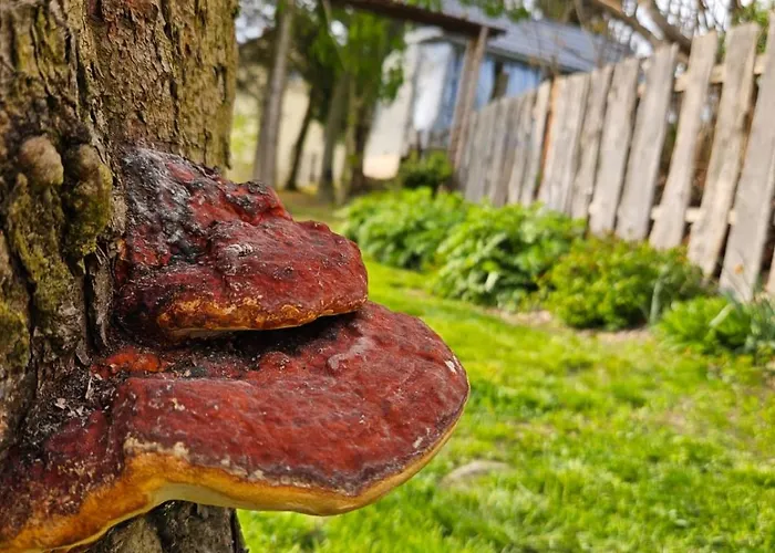 度假居 Na Korcie *